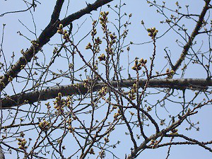 桜の枝1
